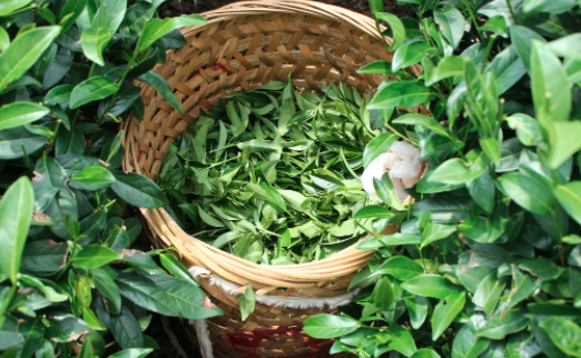 忻州茶叶及茶制品检测,茶叶及茶制品检测费用,茶叶及茶制品检测机构,茶叶及茶制品检测项目